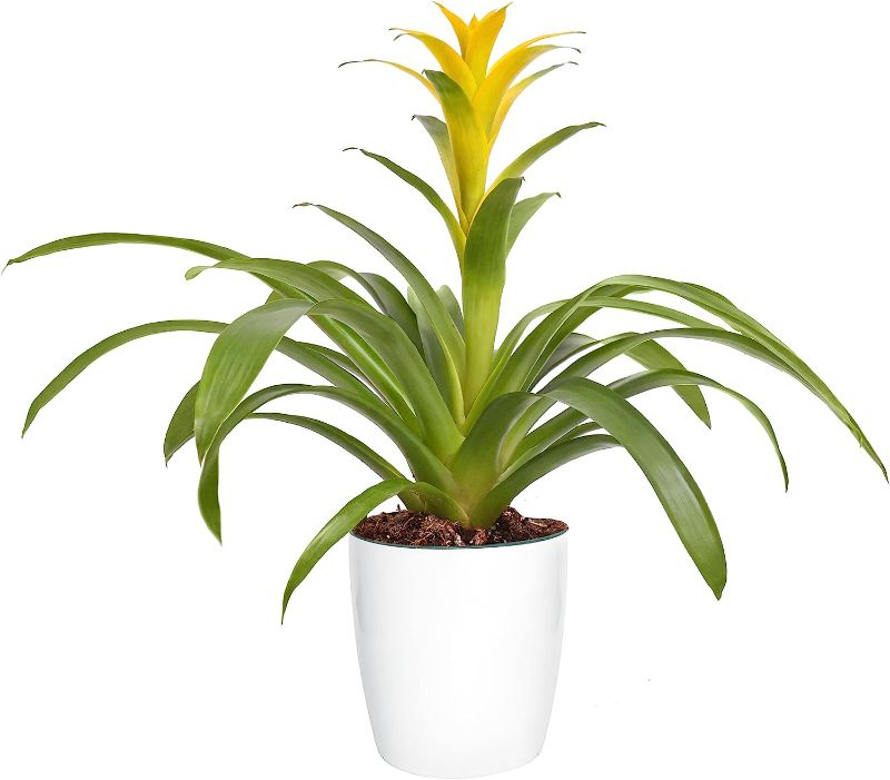 Photo 1 of [stock photo similar] Q Design Plant