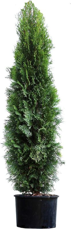 Photo 1 of Brighter Blooms - Emerald Green Thuja Arborvitae Evergreen Trees