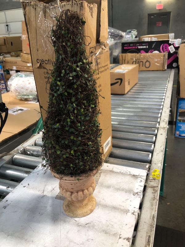 Photo 3 of  Boxwood Cone Topiary 19" **STOCK IMAGE REFERENCE ONLY/SEE PHOTOS**
