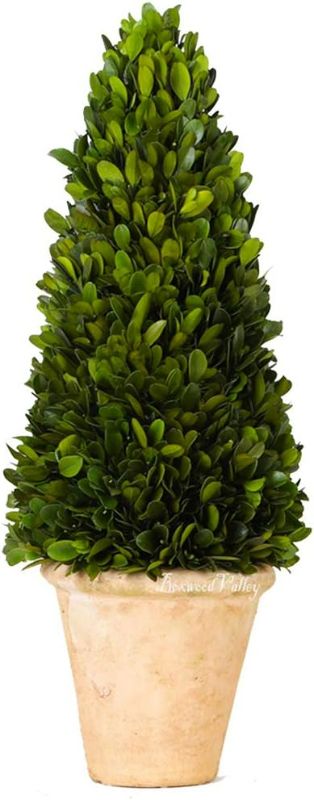 Photo 1 of  Boxwood Cone Topiary 19" **STOCK IMAGE REFERENCE ONLY/SEE PHOTOS**