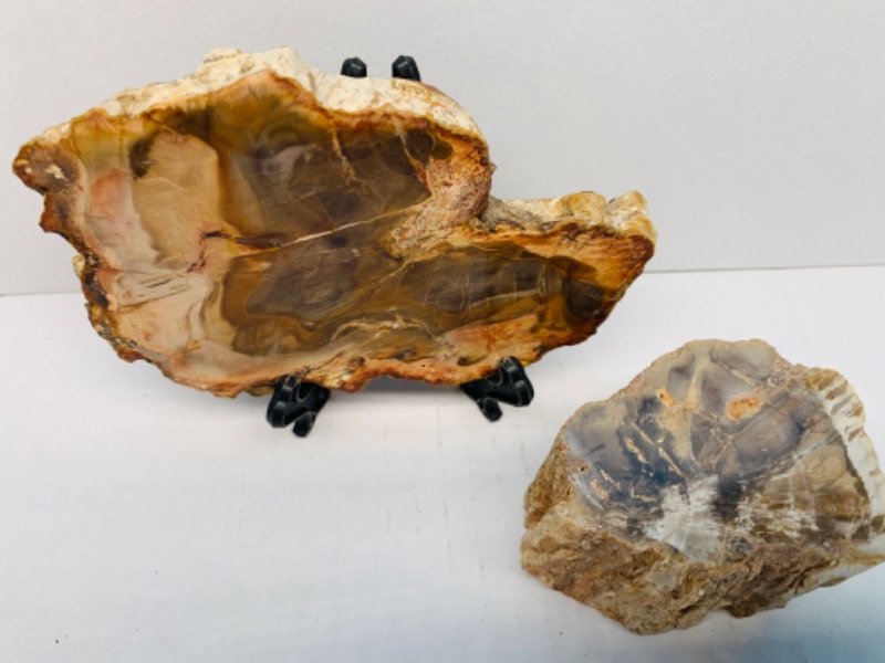 Photo 4 of 893080…2 pieces of  petrified wood with one stand 