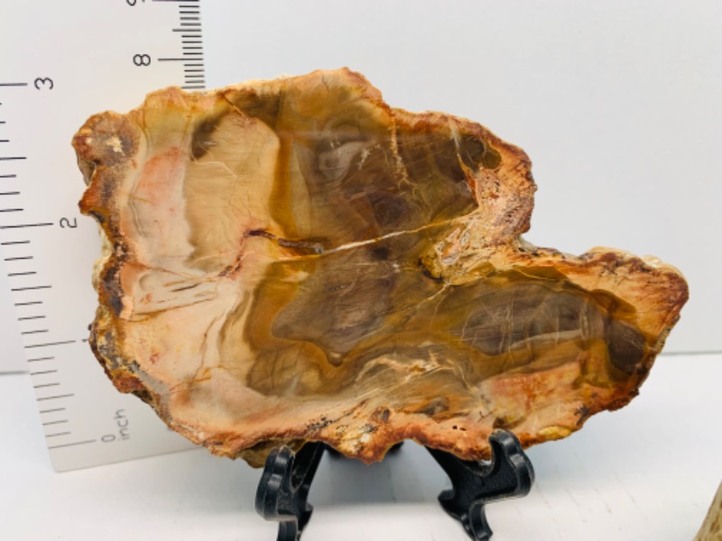 Photo 3 of 893080…2 pieces of  petrified wood with one stand 