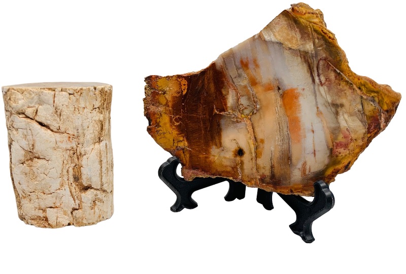 Photo 1 of 893094…2 pieces of petrified wood with one stand 3 x 4” and  2 x 3”