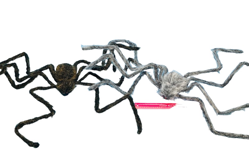 Photo 1 of 894188…2 giant bendable fury spiders 