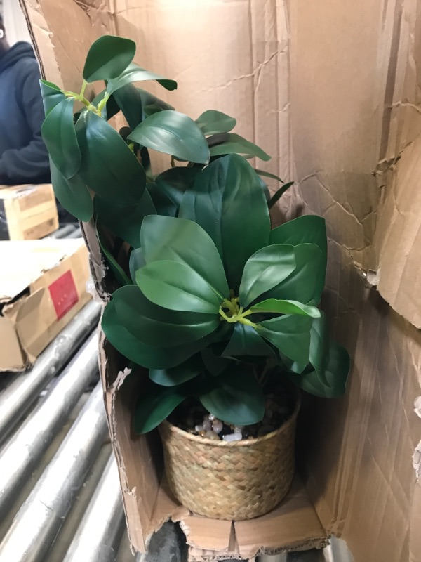Photo 1 of 16" Artificial Plant with pot