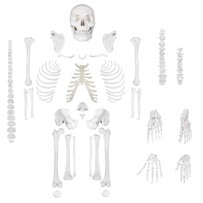 Photo 1 of  Disarticulated Human Skeleton Model for Anatomy Life Sized Anatomical Model 23 Intervertebral Discs 3 Part Skull with Movable Jaw Articulated Hand...
