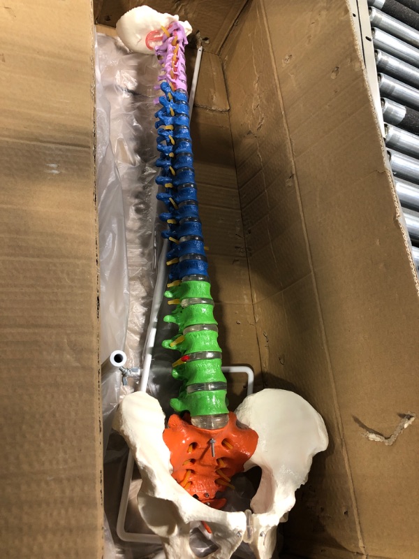 Photo 1 of Dyna-Living Life Size Human Spine Model 33.46in/85cm Spine Anatomical Model Colored Flexible Spine Model with Vertebrae Cervical Lumbar Spine Anatomy Model with Nerves Used for Medicine Research