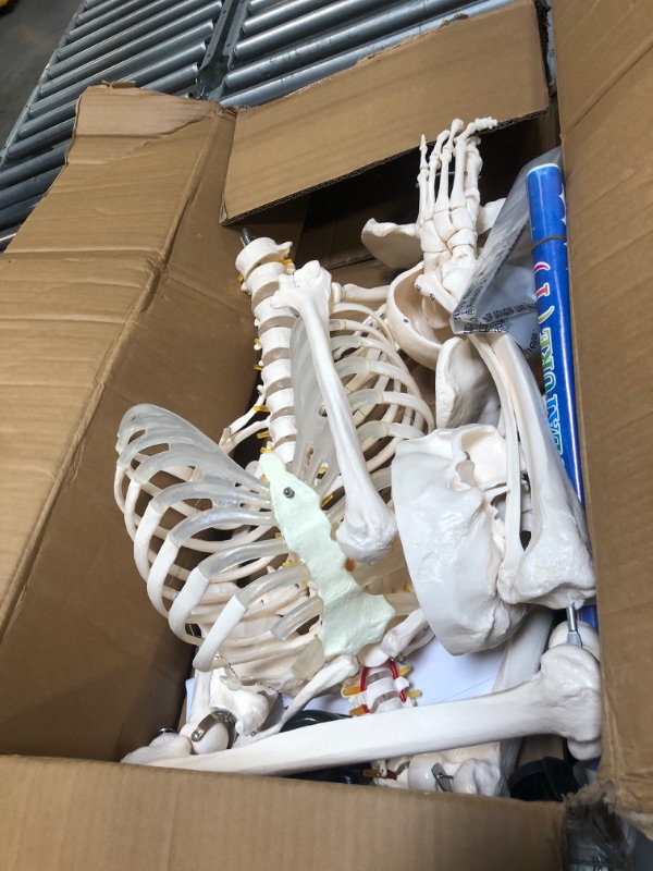 Photo 1 of Axis Scientific Human Skeleton Model for Anatomy Bundle, 5' 6" Life Size Skeletal System, 206 Bones, Interactive Medical Replica 3 Year Warranty, Study Guide, Adjustable Rolling Stand, and Dust Cover