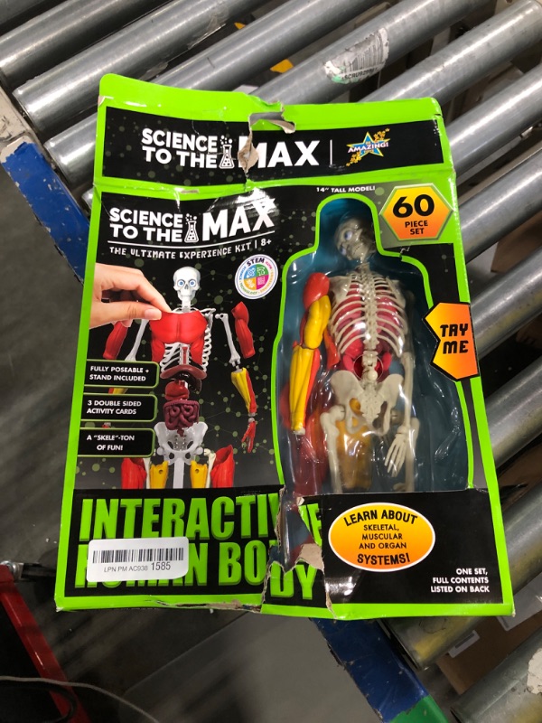 Photo 2 of Be Amazing! Toys Interactive Human Body - 60 Piece Fully Poseable Anatomy Figure – 14” Tall Model - Anatomy Kit – Removable Muscles, Organs,Bones STEM Toy – Ages 8+