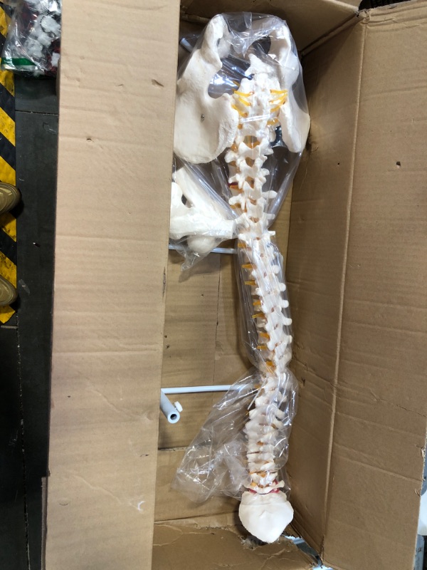 Photo 1 of Spine Model, 34.6" Life Size Spinal Cord Model Flexible Anatomical Spine with Vertebrae, Nerves, Arteries, Lumbar Column, and Male Pelvis with Stand for Science Study or Patient Education