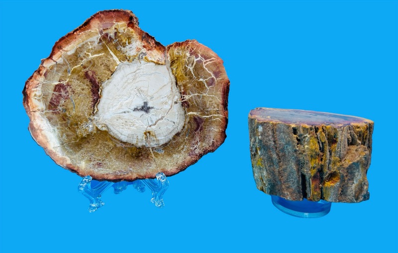 Photo 1 of 625823…petrified wood chunk and slice with displays 