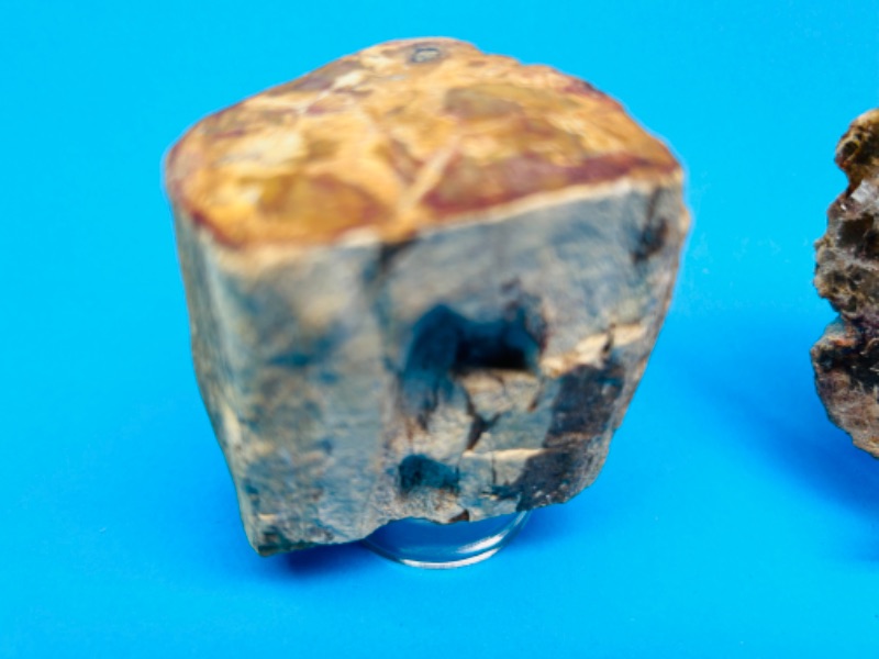 Photo 2 of 625824…petrified wood chunk and slice with displays 