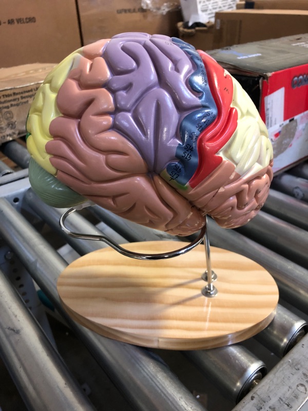 Photo 2 of BEAMNOVA Human Brain Model 2 Times Life Size for Neuroscience Teaching with Labels Anatomy Model for Learning Science Classroom Study Display Medical Model