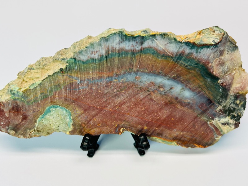 Photo 3 of 697035…petrified wood slice- shows cut lines