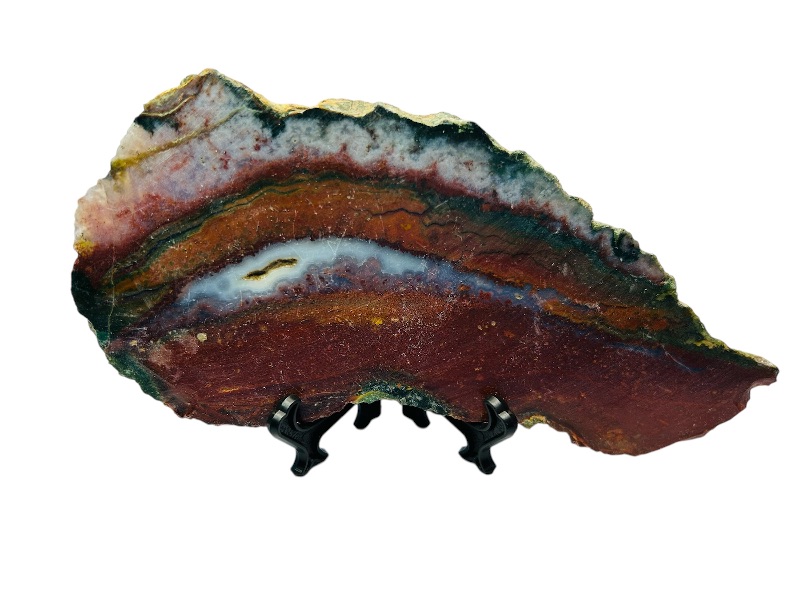 Photo 1 of 697035…petrified wood slice- shows cut lines