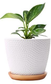 Photo 1 of  7.5 Inch Ceramic Indoor Pot Plant