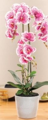 Photo 1 of 24" Indoor 4" Indoor Artificial Pink Phalaenopsis with Ceramic Pot 