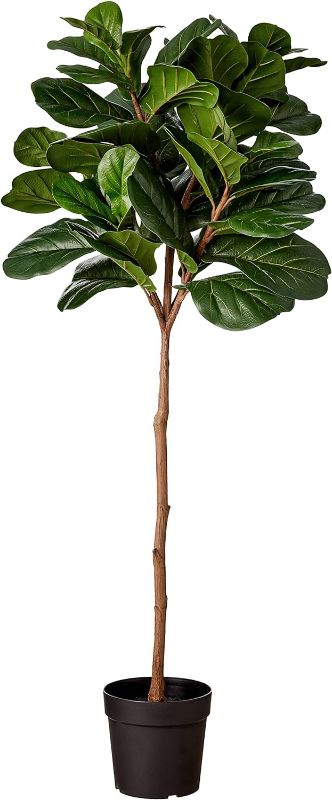Photo 1 of Amazon Brand - Stone & Beam Artificial Fiddle Leaf Fig Tree with Plastic Nursery Pot, 5.2 Feet (62 Inches) / Large, Indoor, Vinyl/ Plastic, Green

