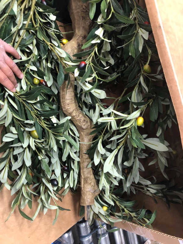 Photo 1 of Large Size Plant