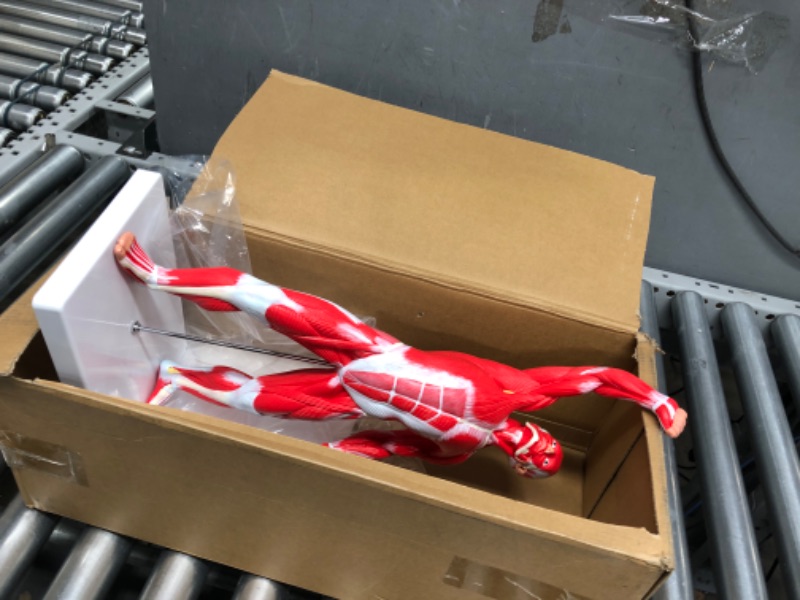 Photo 2 of Axis Scientific Miniature Muscular System Model, 20” Human Muscles Anatomy Model Displaying Superficial Muscle Anatomy and Structure of The Body, Includes Detailed Product Manual