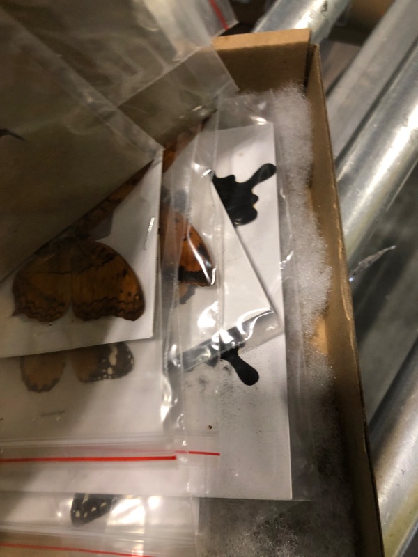 Photo 1 of BigBigMe 13Pcs Natural Unmounted Rhopalocera/Le Papillon/Butterfly Specimen Artwork Material Decor, Taxidermy Animals Gifts for Kids Family