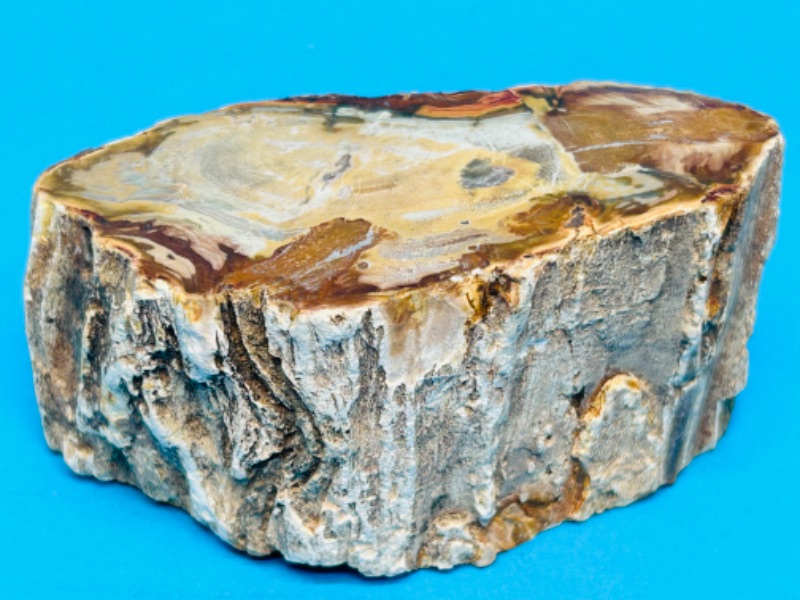 Photo 3 of 151464…4” petrified wood chunk 