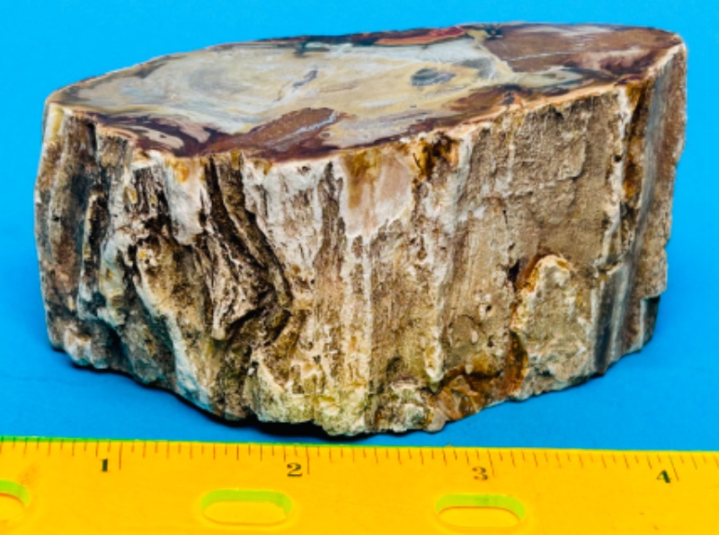 Photo 1 of 151464…4” petrified wood chunk 