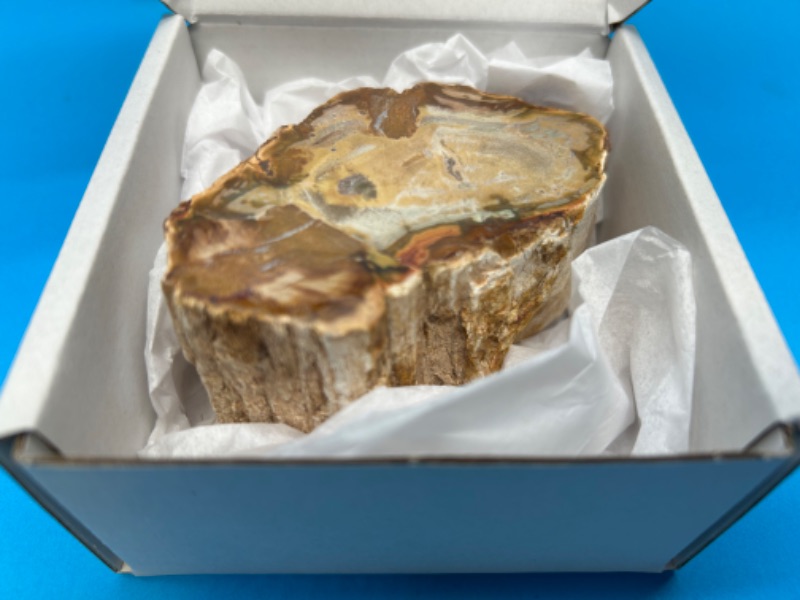 Photo 4 of 151464…4” petrified wood chunk 