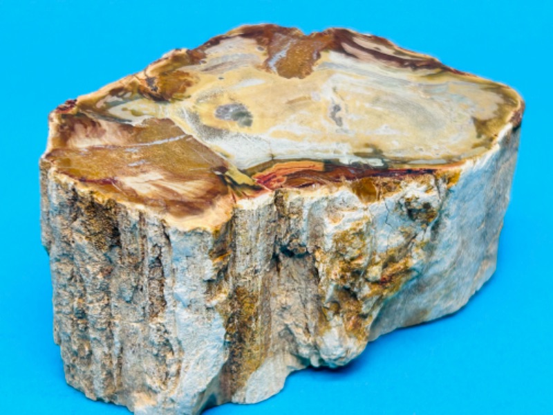 Photo 2 of 151464…4” petrified wood chunk 