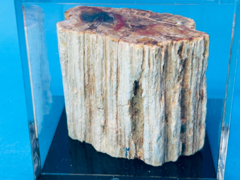 Photo 2 of 151504…petrified wood chunk in 3x3” acrylic case