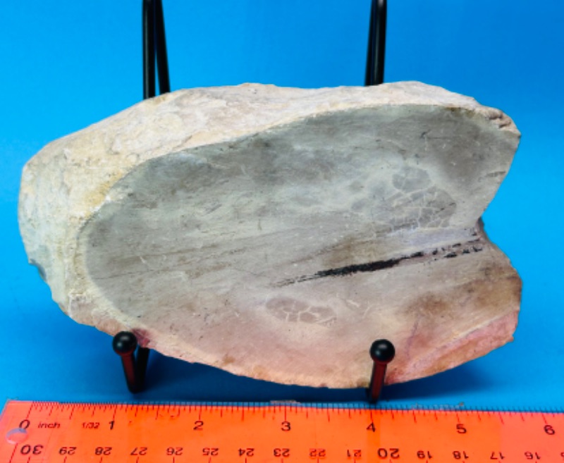 Photo 1 of 151591…6” petrified wood chunk on stand 