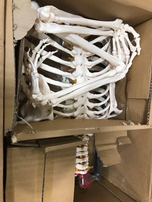 Photo 2 of NLShan Human Skeleton Model for Anatomy -Life Size Anatomical Skeleton Medical Model with Nervous System 70.8 in with Rolling Stand for Study and Display Colorful Posters 170 human skeleton model 170 human skeleton model