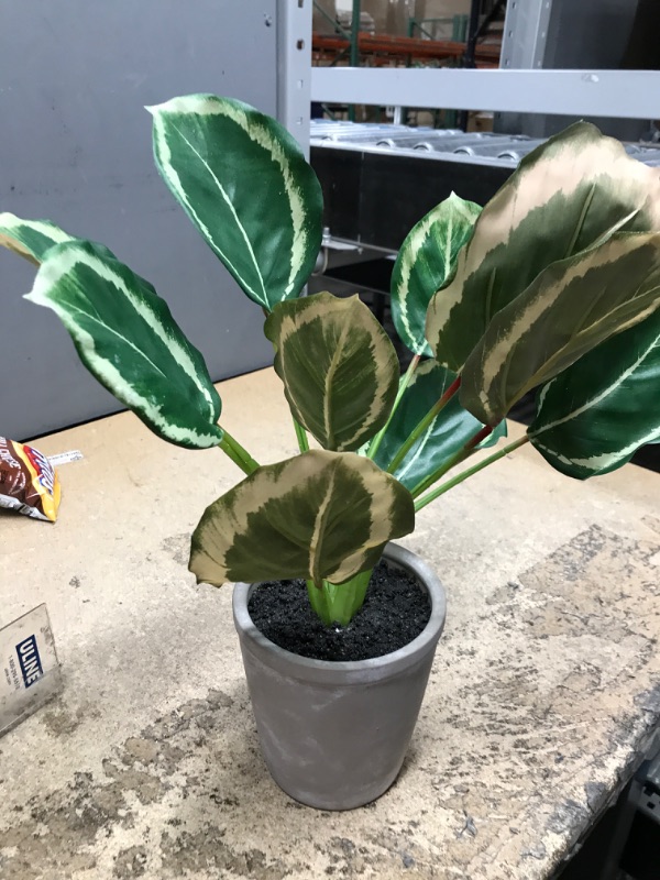 Photo 2 of 14 X 16 Faux Calathea Plant in Ceramic Pot - Hearth & Hand with Magnolia
