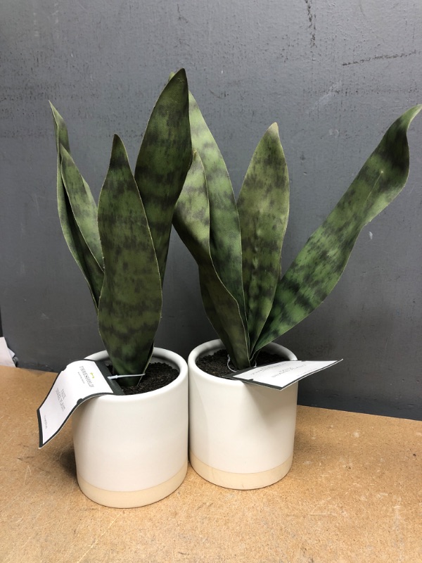 Photo 2 of 2 Count Small Snake Plant in Ceramic Pot White - Threshold