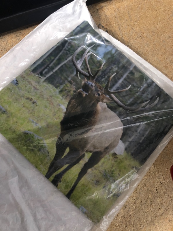 Photo 2 of Canada, Alberta, Jasper NP. Bull elk bugling. - Mouse Pad, 8 by 8 inches (mp_188400_1)