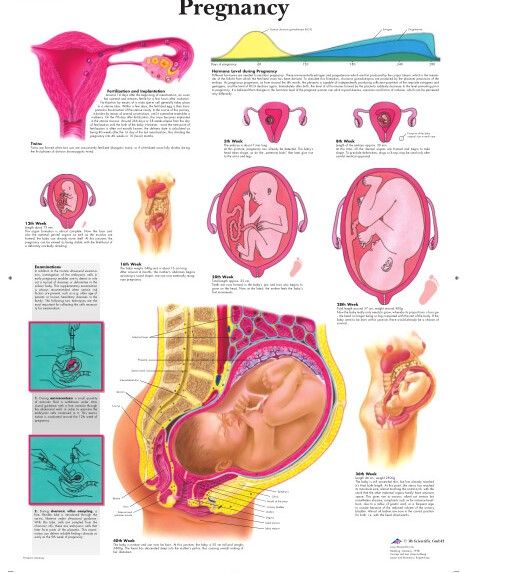 Photo 1 of  PREGNANCY CHART