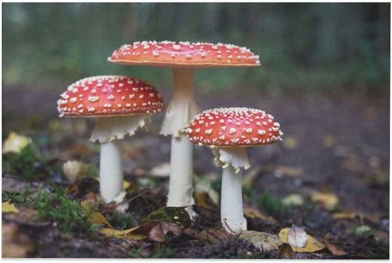 Photo 2 of ADAGG Fall Forest Plant Mushroom Amanita Canvas Poster Wall Art Decor Print Picture Paintings for Living Room Bedroom Decoration 12x18inch(30x45cm)
