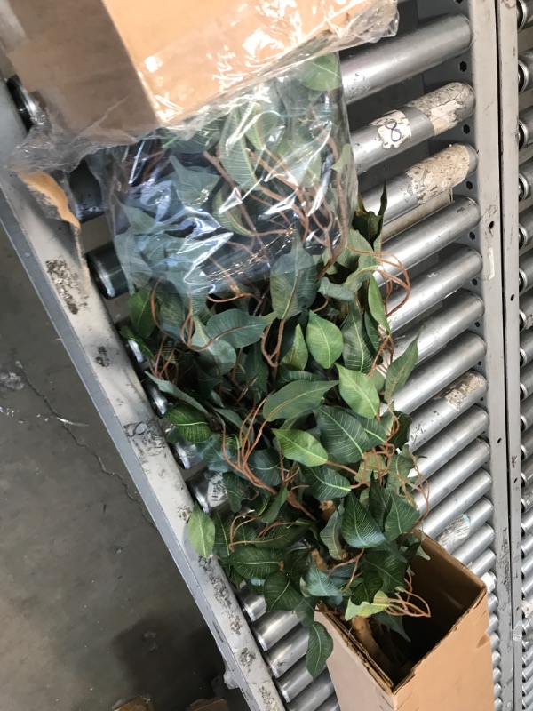 Photo 1 of **ONLY THE TREE ON THE LEFT**   Nearly Natural 5208 Ficus Artificial Tree with Curved Trunk, 5-Feet, Green & 5ft. Golden Cane Palm Artificial Tree, Green 60 in Trees + 5ft. Golden Cane Palm