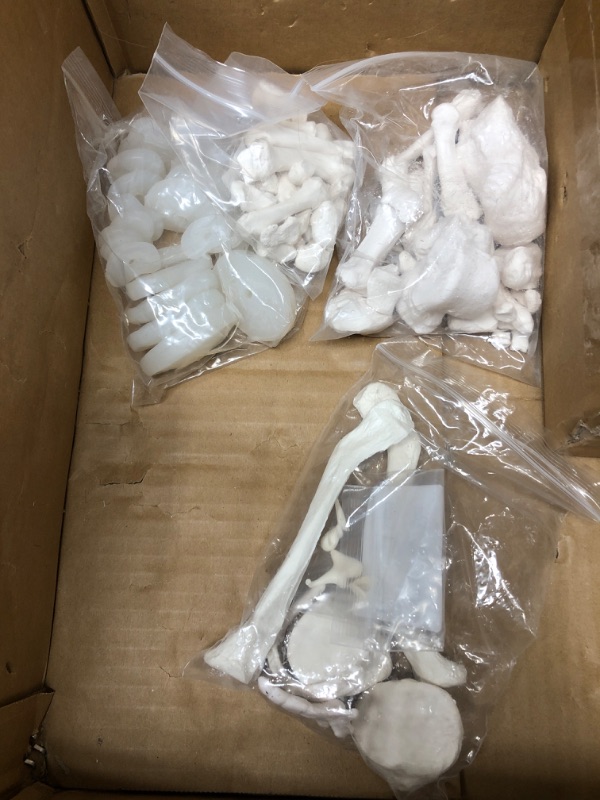 Photo 2 of Benilev Disarticulated Human Skeleton Model for Anatomy, Full Size 67'' Skeleton with 200+ Bones Structures 3 Poster Skull Spine Bones Articulated Hand & Foot, for Anatomy Medical Learning