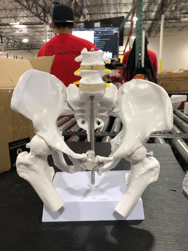 Photo 2 of Axis Scientific Male Skeletal Pelvis with Femur Heads and Lumbar Vertebrae Anatomy Model, Includes Product Manual