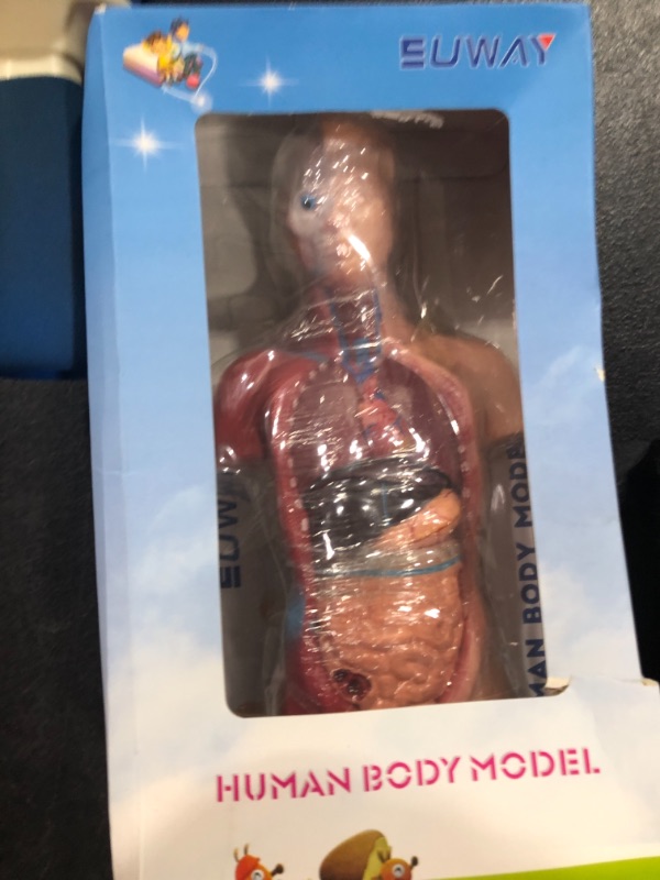 Photo 1 of Human Body Model for Kids, Human Anatomy Model, Removable 15 Parts 11 inch Anatomy Doll for Ages 4,5,6,7,8 and Above, Packed with Color Box and Educational Brochure
