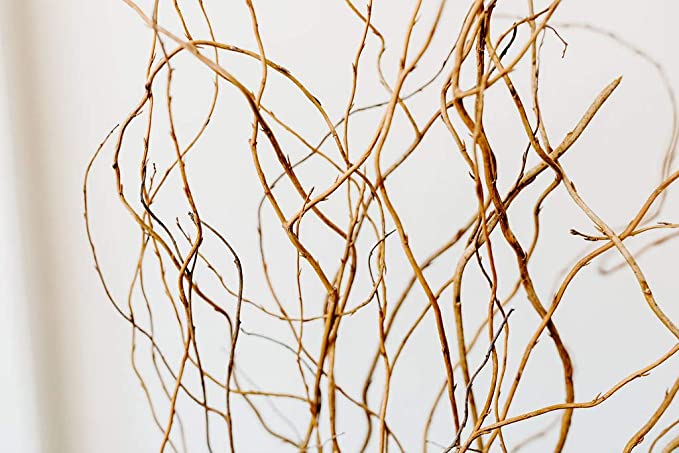 Photo 1 of 4.1 4.1 out of 5 stars 428 Reviews
Green Floral Crafts | 12 Stem Dried Curly Willow Branches 3-4 Feet Tall - Perfect Home Decoration and Floor Vase Filler (Natural)
