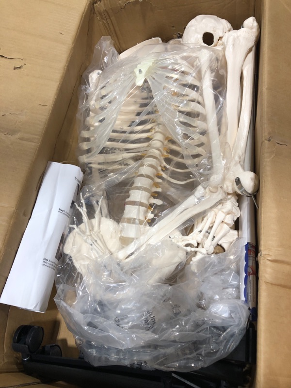 Photo 2 of breesky Human Skeleton Model for Anatomy- Life Size Medical Human Skeleton Model with Nervous System 70.8 in with Rolling Stand for Medical Study and Display 3 Posters… 70.8 Inches Human Skeleton Model