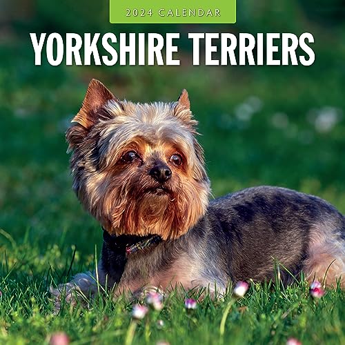 Photo 1 of 2024 Yorkshire Terriers Wall Calendar by Red Robin, 12 X 12
