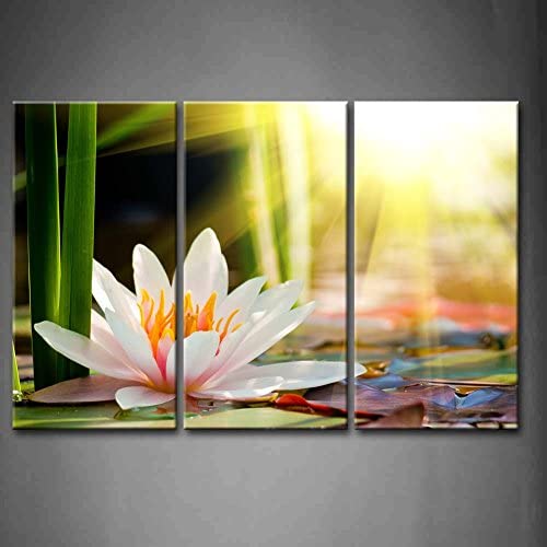 Photo 1 of 3 Panel Wall Art Beautiful Water Lily Sunshine Painting The Picture Print On Canvas Flower Pictures for Home Decor Decoration Gift Piece (Stretched by Wooden Frame,Ready to Hang)
