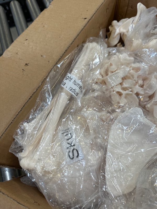 Photo 1 of Disarticulated Human Skeleton Model for Anatomy Life Sized Anatomical Model 23 Intervertebral Discs 3 Part Skull with Movable Jaw Articulated Hand & Foot Includes Colored Poster