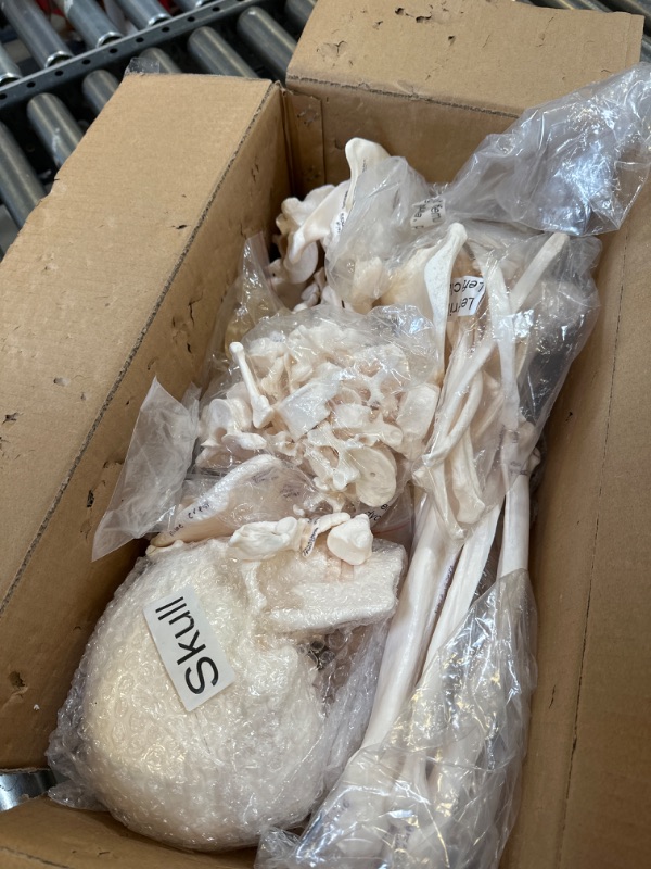 Photo 1 of Disarticulated Human Skeleton Model for Anatomy Life Sized Anatomical Model 23 Intervertebral Discs 3 Part Skull with Movable Jaw Articulated Hand & Foot Includes Colored Poster