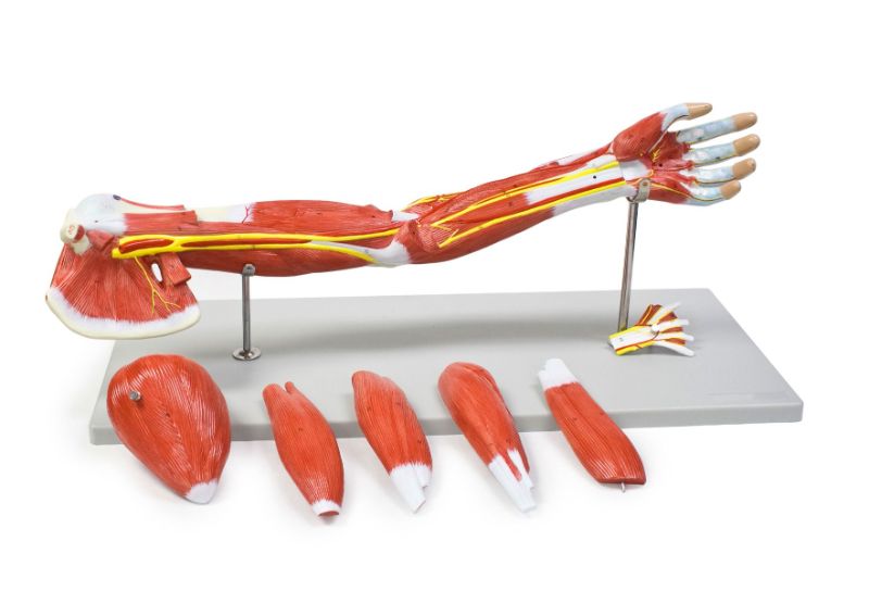 Photo 1 of  Muscles of the Human Arm, 7 Parts
