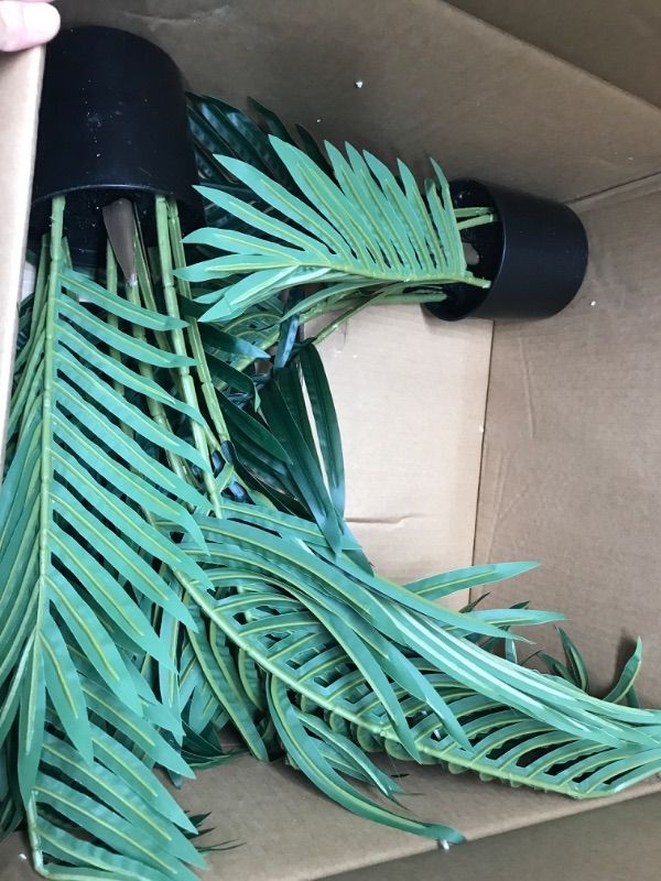Photo 1 of 2 plants