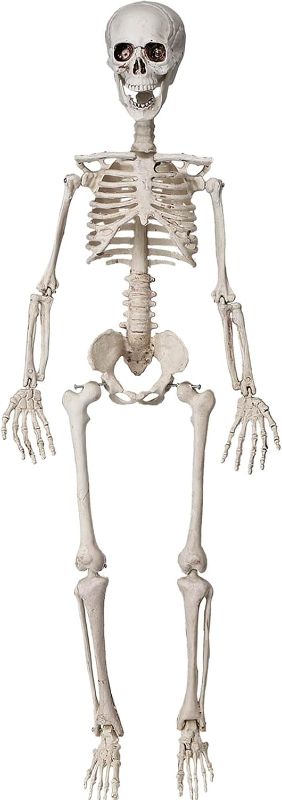 Photo 1 of 5.4FT Halloween Life Size Skeleton,Poseable Skeleton Prop Full Body Realistic Human Bones Skeleton Prop for Party Halloween Decoration 170cm